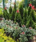 Thuyas Smaragd. Env 15lts - Imagen 3