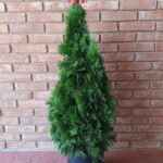 Thuyas Smaragd. Env 15lts