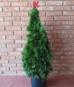 Thuyas Smaragd. Env 15lts