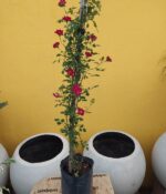 Rosa Ferdy - Imagen 2