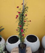 Rosa Ferdy - Imagen 3