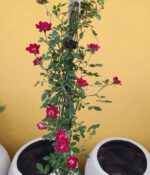 Rosa Ferdy - Imagen 4