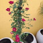 Rosa Ferdy