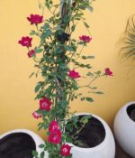 Rosa Ferdy