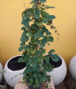 Viña Virgen. Env 3lts - Imagen 2