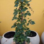 Viña Virgen. Env 3lts