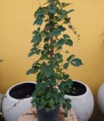 Viña Virgen. Env 3lts