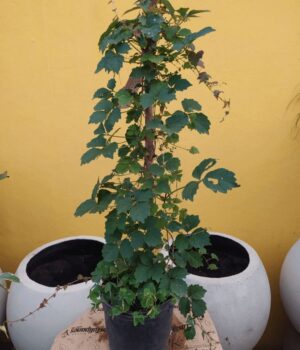 Viña Virgen. Env 3lts