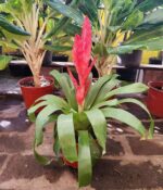 Vriesea. Mac N°13