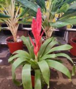 Vriesea. Mac N°13 - Imagen 3