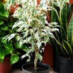 Ficus Hawai Env 3lts