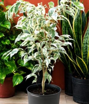 Ficus Hawai Env 3lts