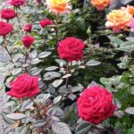 Rosa Rococo Env 3lts