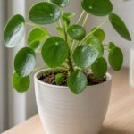 Pilea