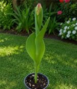 Tulipan M12 - Imagen 2