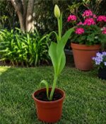 Tulipan M12 - Imagen 3
