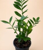 Zamioculca - Imagen 2