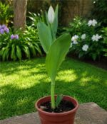 Tulipan M12 - Imagen 4