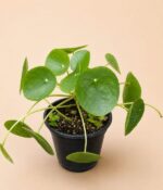 Pilea - Imagen 2