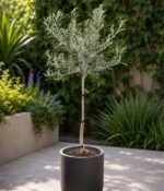 Olivo Topiario 10lts